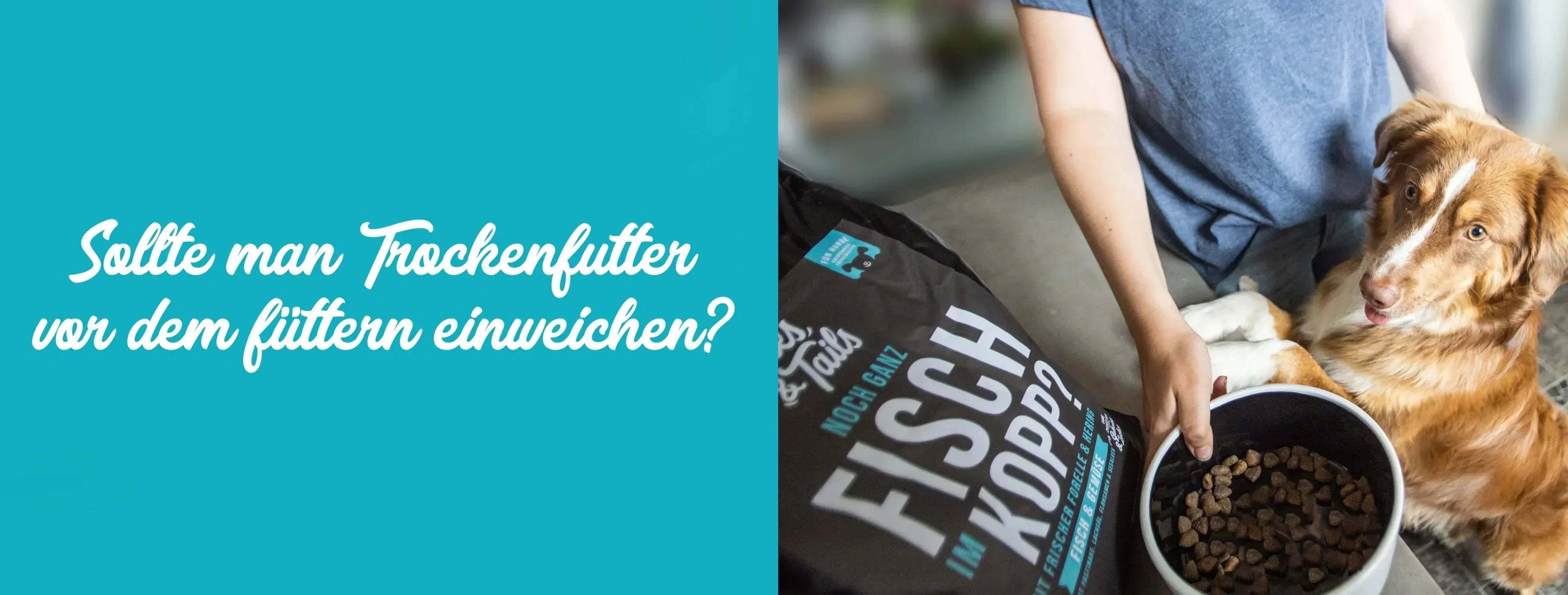 Sollte man Trockenfutter vor dem Fttern einweichen?  Tales & Tails