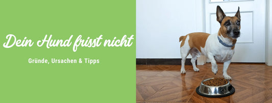Dein Hund frisst nicht: Gründe, Ursachen & Tipps