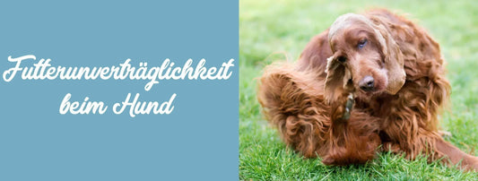 Die Futterunverträglichkeit beim Hund – Entstehung, Symptome und Behandlung