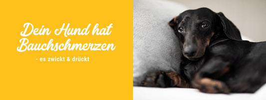 Dein Hund hat Bauchschmerzen – es zwickt & drückt