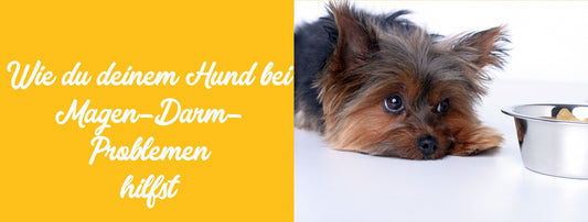 Magen-Darm-Probleme beim Hund – so kannst du deiner Fellnase helfen