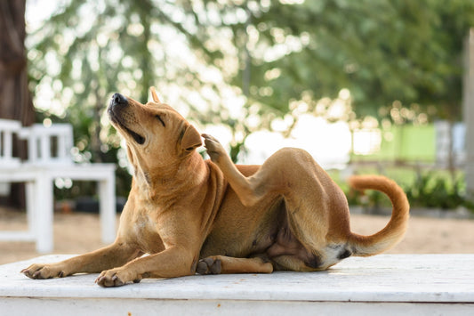 Fellwechsel beim Hund: Wie du ihn sanft durch die haarige Zeit bringst