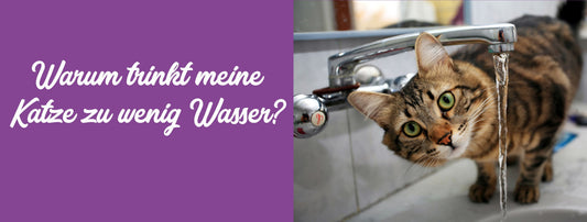 Warum trinkt meine Katze zu wenig Wasser?