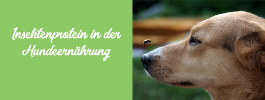 Insektenprotein in der Hundeernährung: Eine nachhaltige und gesunde Alternative