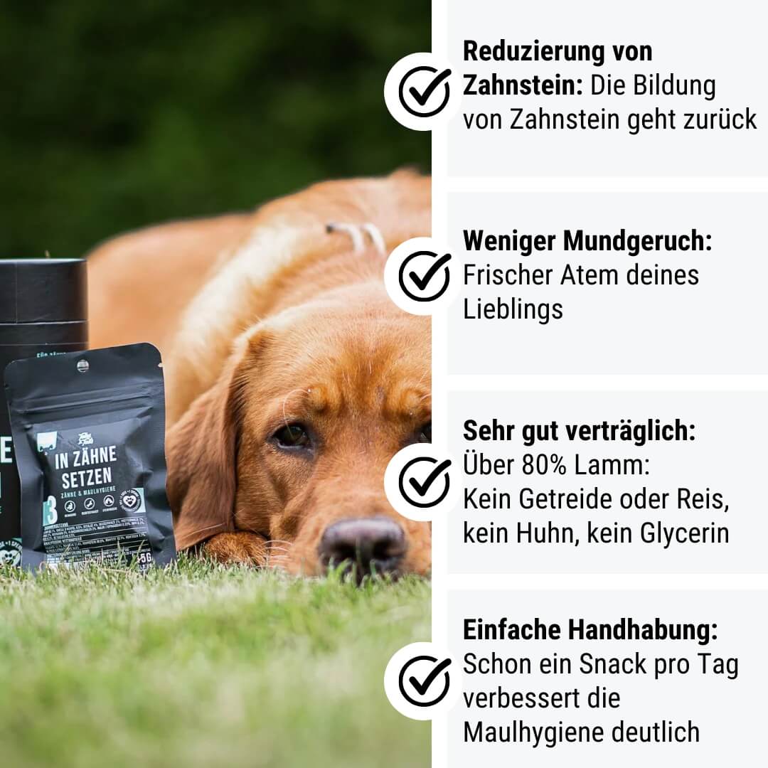 Probe - In Zähne setzen