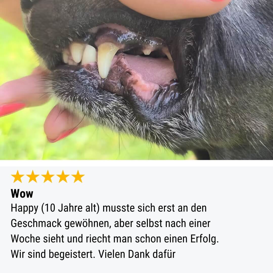 Probe - In Zähne setzen