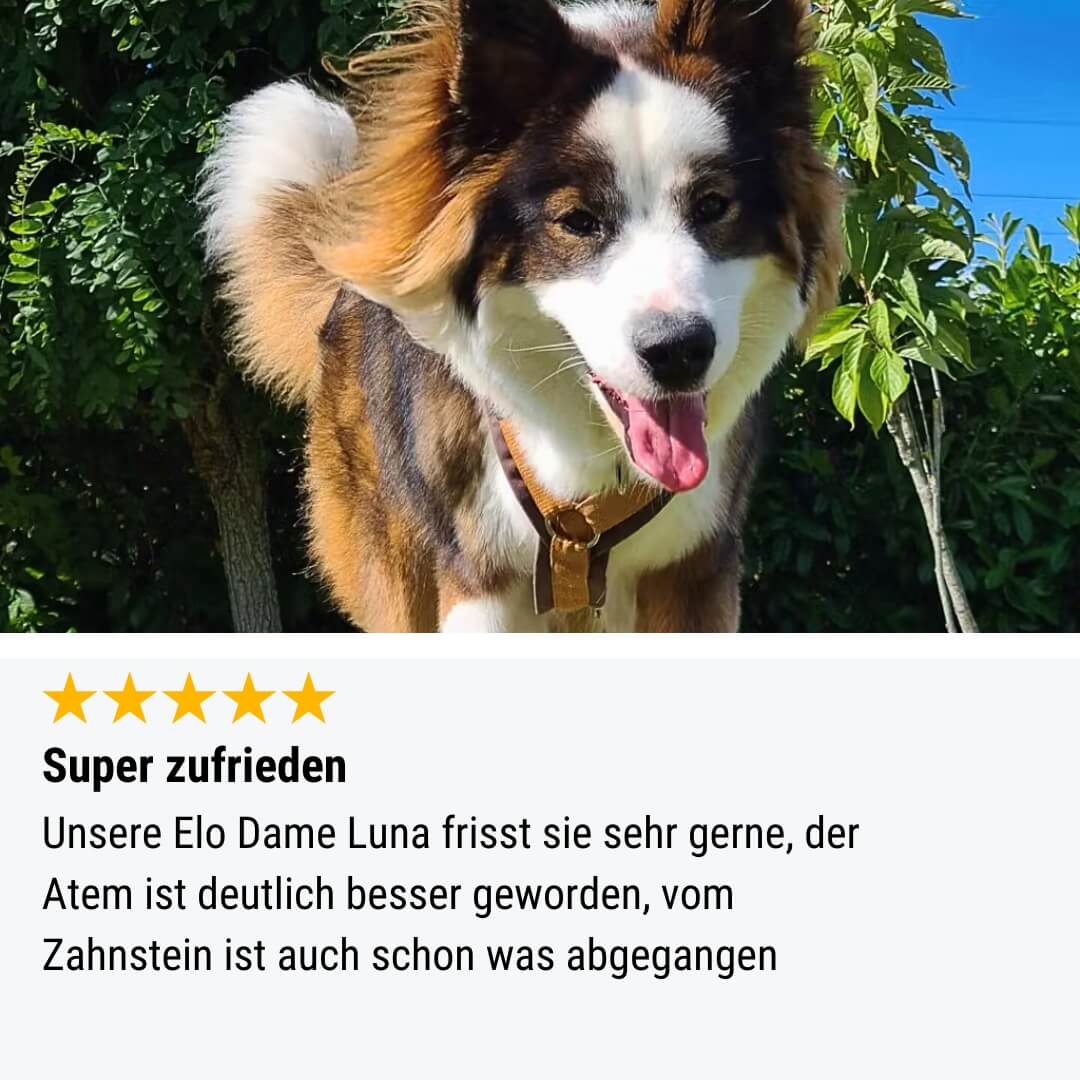 Probe - In Zähne setzen