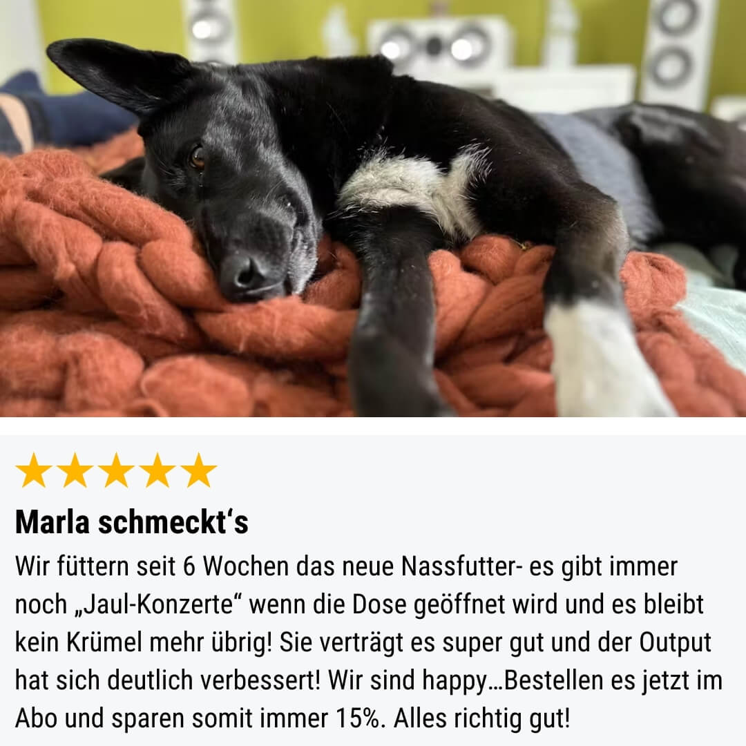 Auf der PHirsch