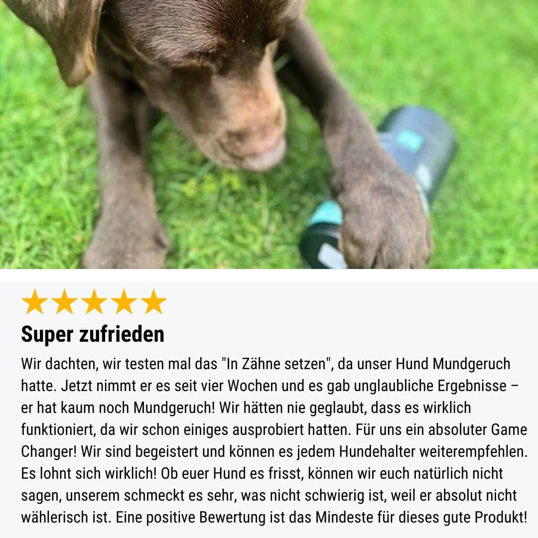 Probe - In Zähne setzen