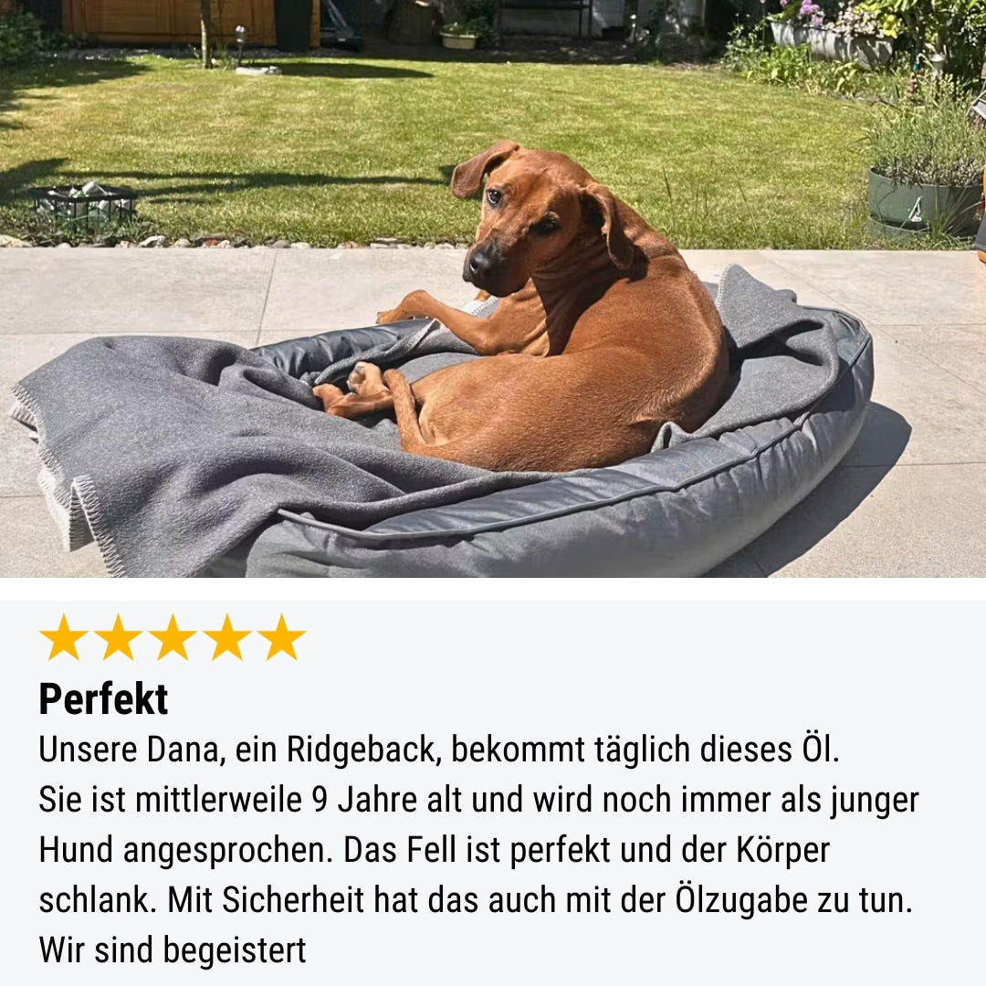 Lachsflash