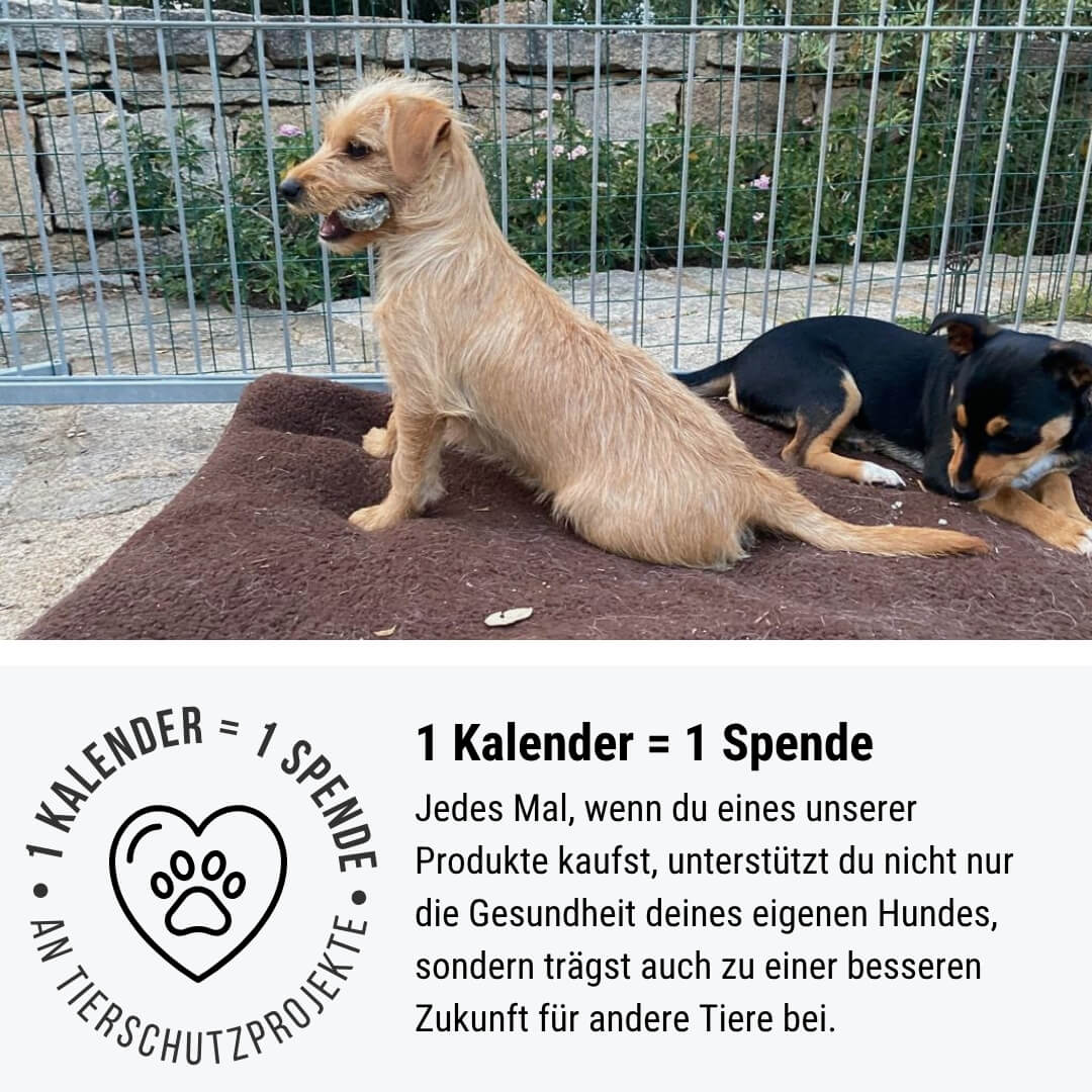 Adventskalender für Hunde