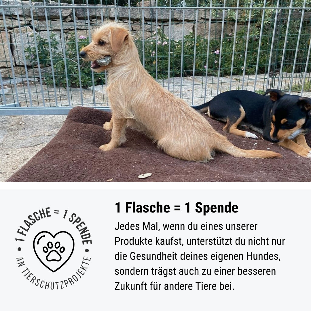 Lachsflash