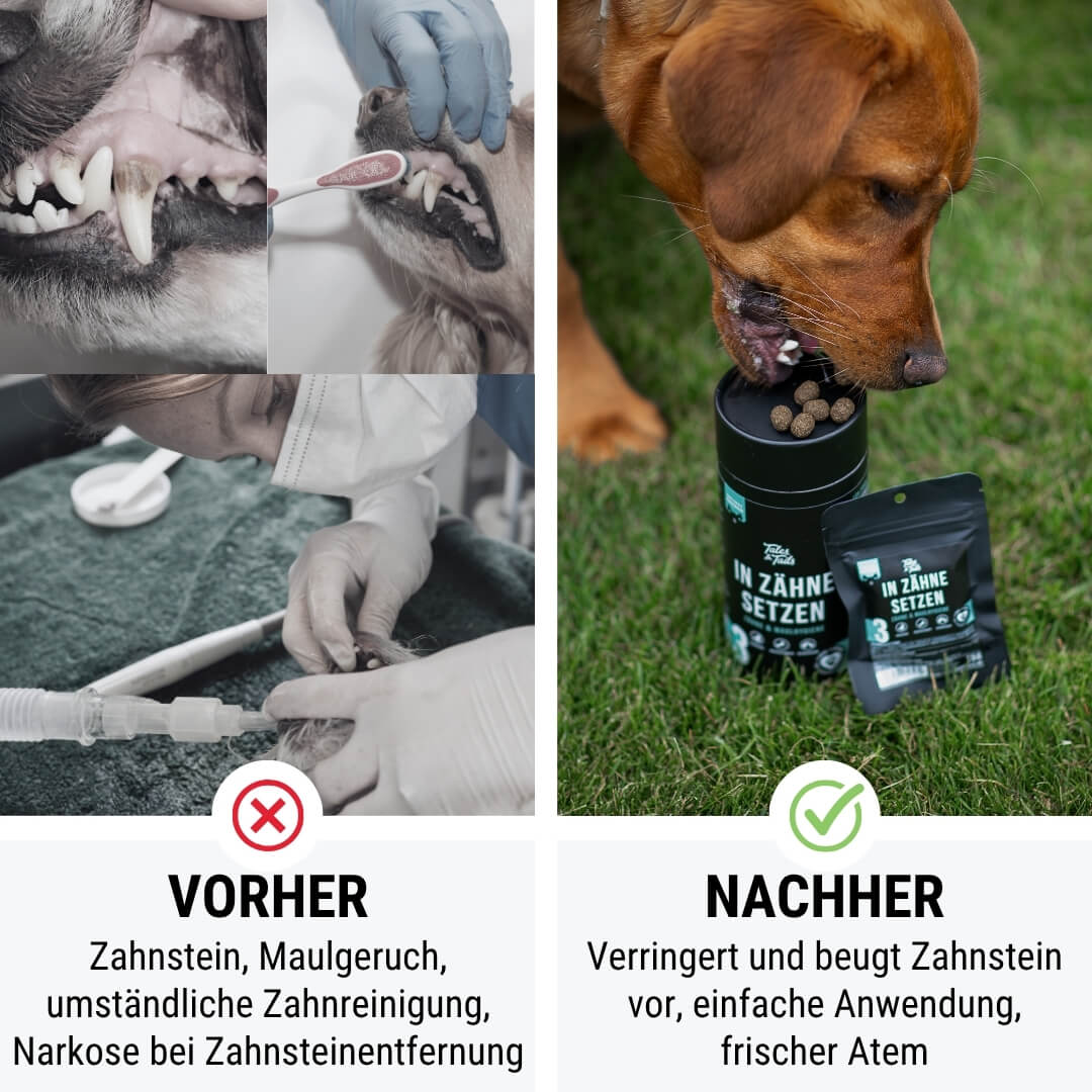 Probe - In Zähne setzen