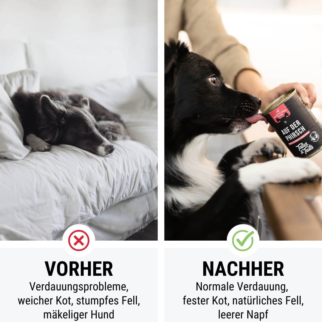 Auf der PHirsch