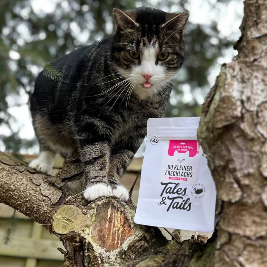 Leckerlipaket für Katzen