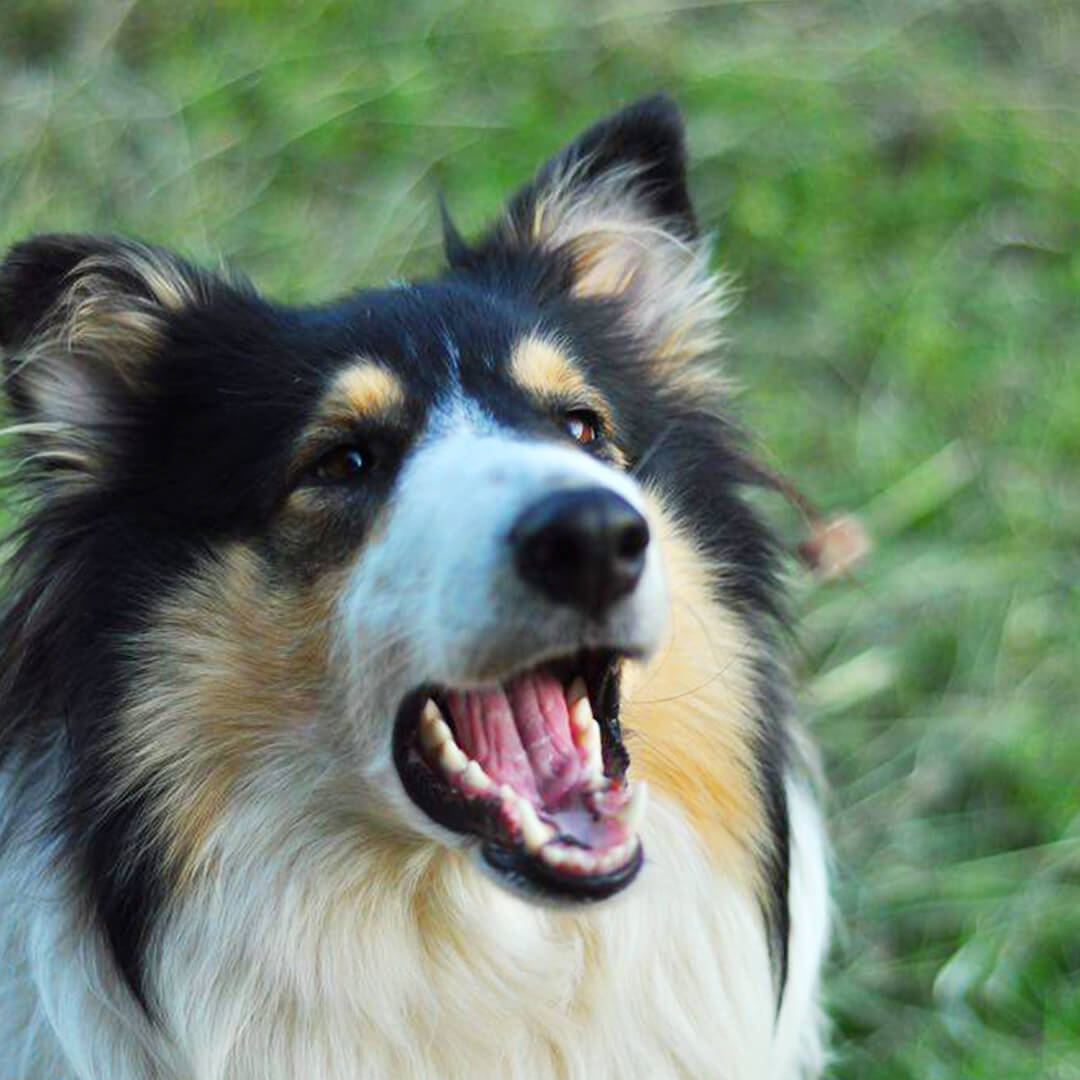 Hund fängt Leckerli