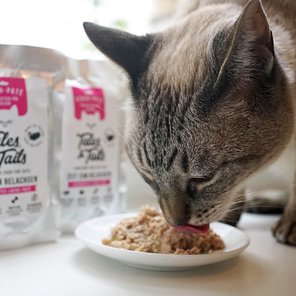 Katze frisst Nassfutter Lachs aus Napf