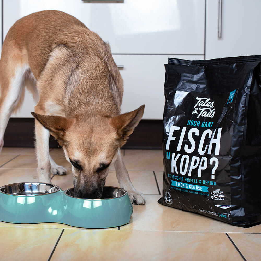 Hund frisst Futter aus dem Napf