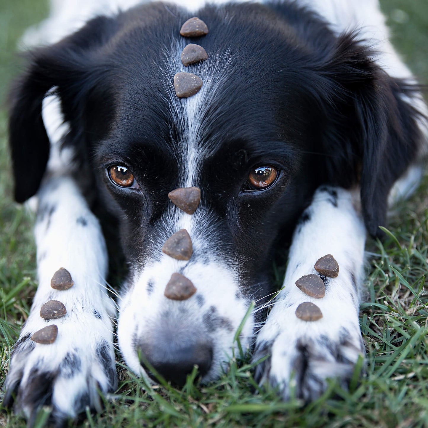 Softes Trockenfutter für Hunde Futter liegt auf Hundenase