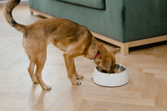 Dürfen Hunde Paprika essen? – Was wirklich wichtig ist