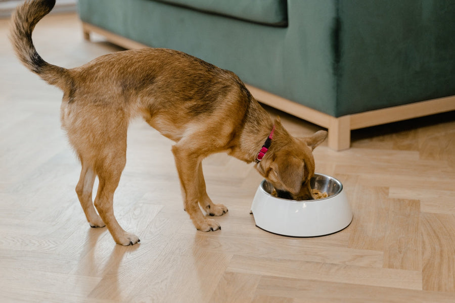 Dürfen Hunde Paprika essen? – Was wirklich wichtig ist