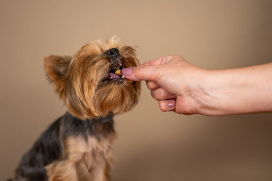 Dürfen Hunde Wassermelone essen? Sommer-Snack mit Erfrischungseffekt