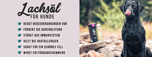 Lachsöl für Hunde | Wie oft sollte ich meinem Hund Lachsöl füttern?