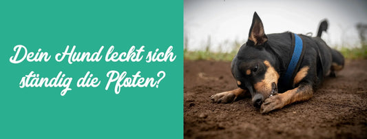 Hund leckt ständig Pfoten