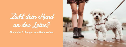 Dein Hund zieht an der Leine?