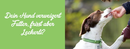 Dein Hund verweigert Futter, frisst aber Leckerlis?
