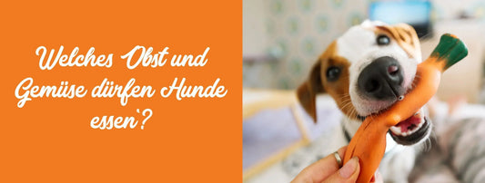 Welches Obst & Gemüse dürfen Hunde essen?