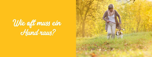 Der Gassi-Ratgeber: Wie oft muss ein Hund raus?
