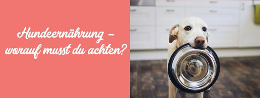 Hundeernährung – worauf musst du achten?