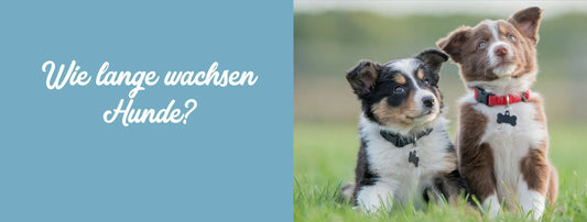 Wann ist ein Hund ausgewachsen?