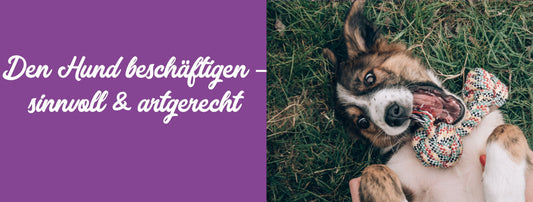 Den Hund beschäftigen – sinnvoll & artgerecht