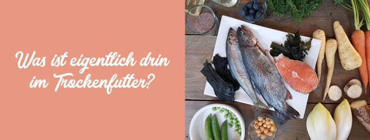 Was ist eigentlich drin im Trockenfutter?