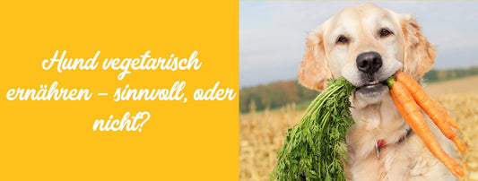 Hund vegetarisch ernähren – sinnvoll, oder nicht?