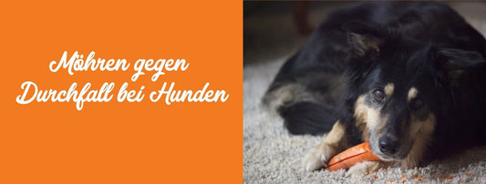 Möhren gegen Durchfall bei Hunden