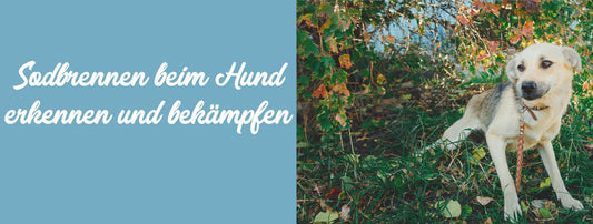 Sodbrennen beim Hund erkennen und bekämpfen