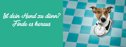 Ist dein Hund zu dünn? – Finde es heraus