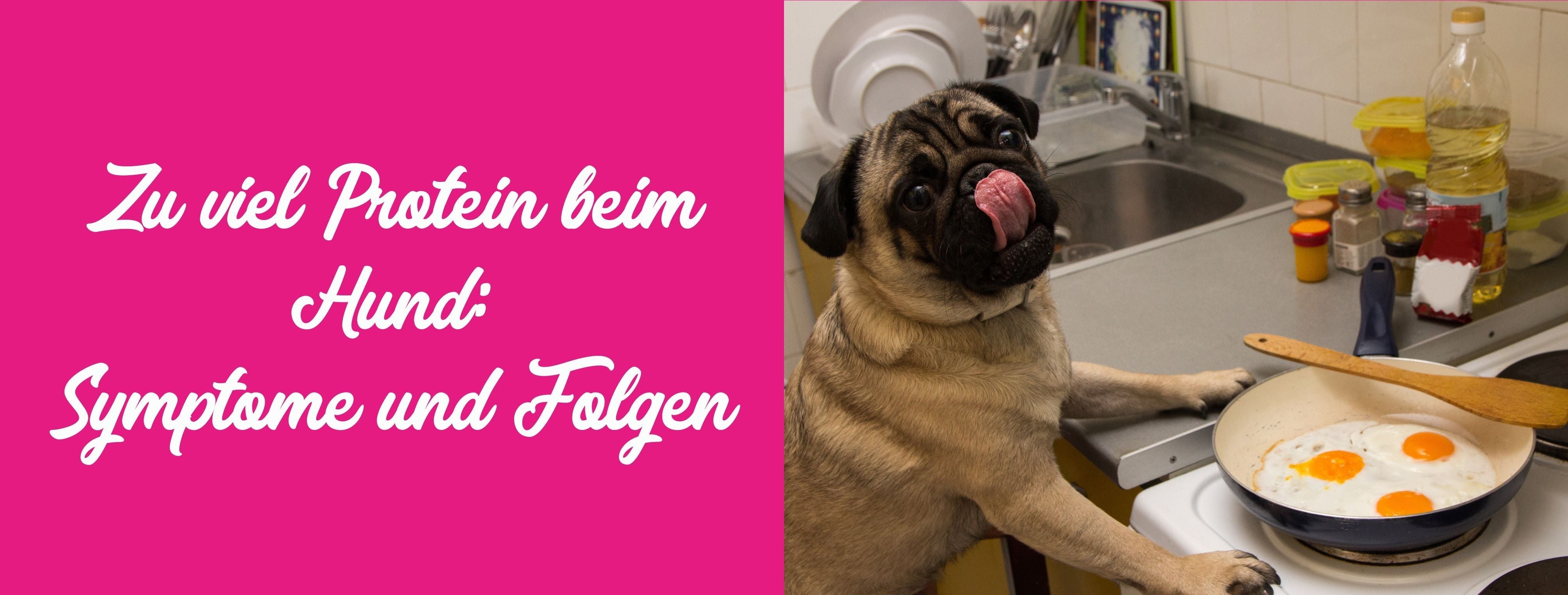 Zu viel Protein für den Hund – Symptome | Tales & Tails