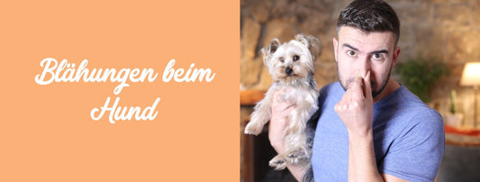 Blähungen beim Hund - pupsegal oder ein Problem?