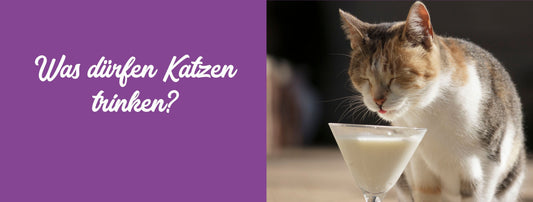 Was dürfen Katzen trinken? Zwischen Trends und Mythen