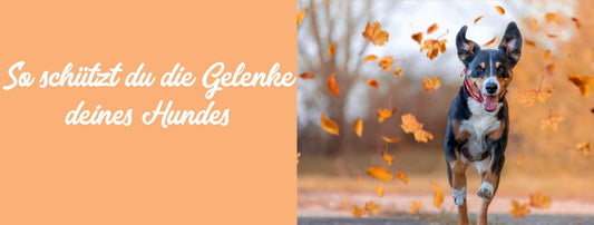 Gelenkgesundheit beim Hund: Was du wissen musst