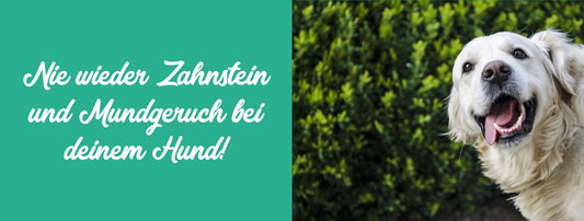 Zahnstein, Mundgeruch &amp; Karies beim Hund - auf Nimmerwiedersehen!