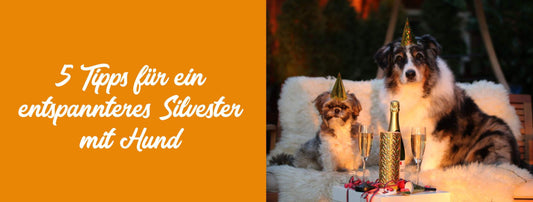 Hund an Silvester ► Angst vermeiden | Tales & Tails Blog