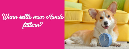 Wann sollte man Hunde füttern? Die besten Zeiten für die (Raubtier-)Fütterung