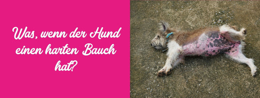 Harter Bauch beim Hund – Was bedeutet das?