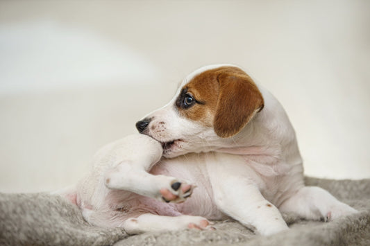 Zecken beim Hund – was wirklich hilft