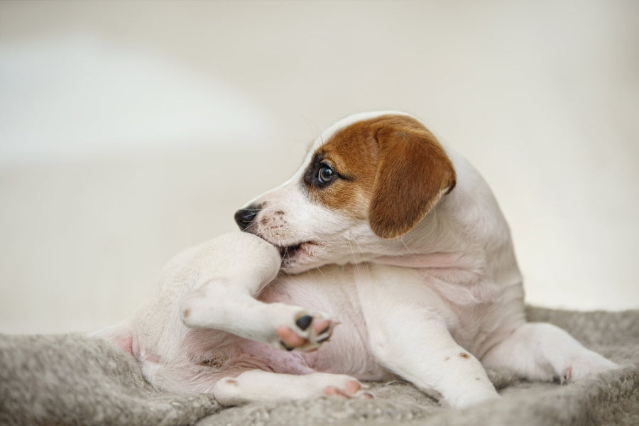 Zecken beim Hund – was wirklich hilft